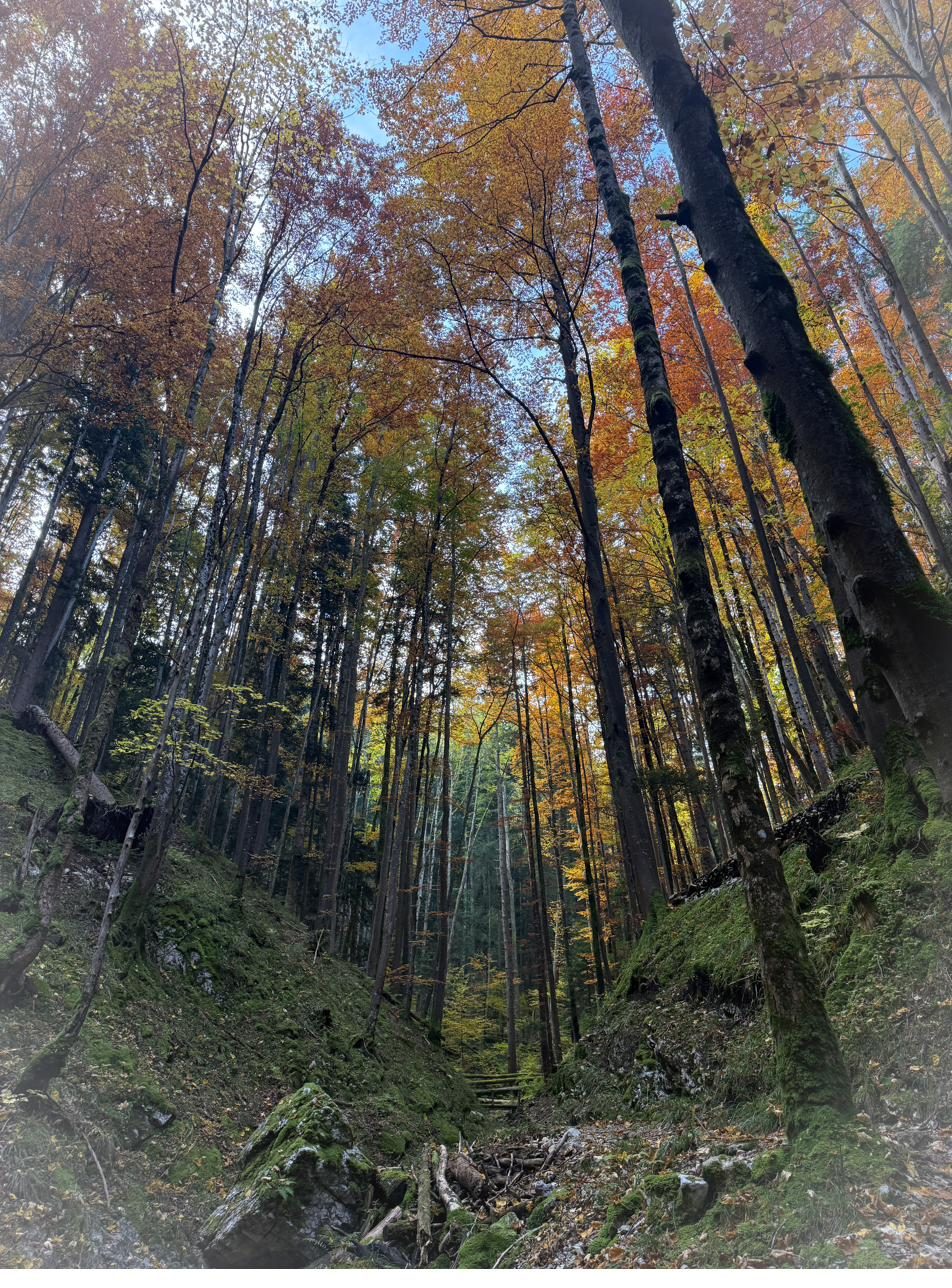 Herbstlicher Wald